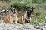 MALINOIS 539